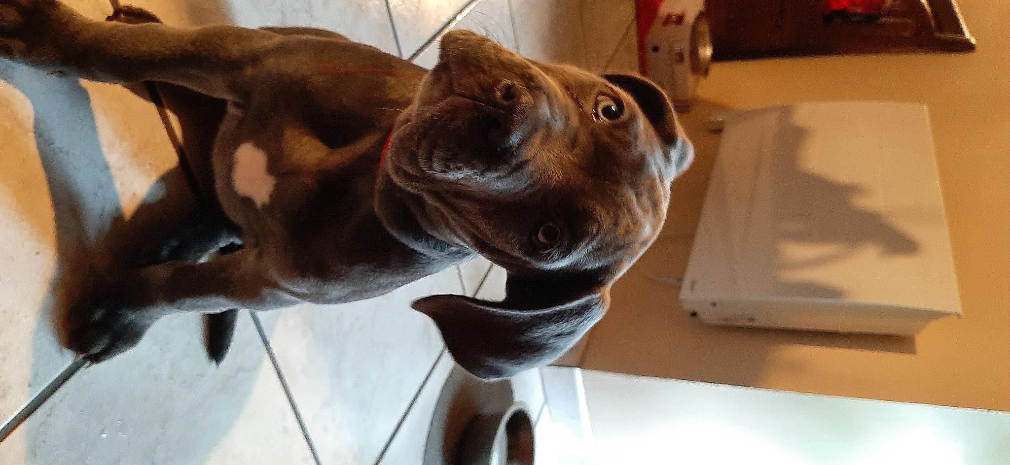 Ulia participe au concours pour gagner de l'argent avec cette photo : canidae, carnivore, collar, companion_dog, dog, dog_breed, dog_collar, ear, fawn, guard_dog, houseplant, liver, non_sporting_group, pet_supply, snout, sporting_group, whiskers, working_animal, working_dog, wrinkle