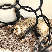Willow Wookie Dookie joined the competition — help win amazing prizes! cat, tabby, carpet, metal_frame, indoor, pet, feline, playful, relaxed, texture, curious, resting, animal, domestic, striped, whiskers, paws, eyes, home, floor