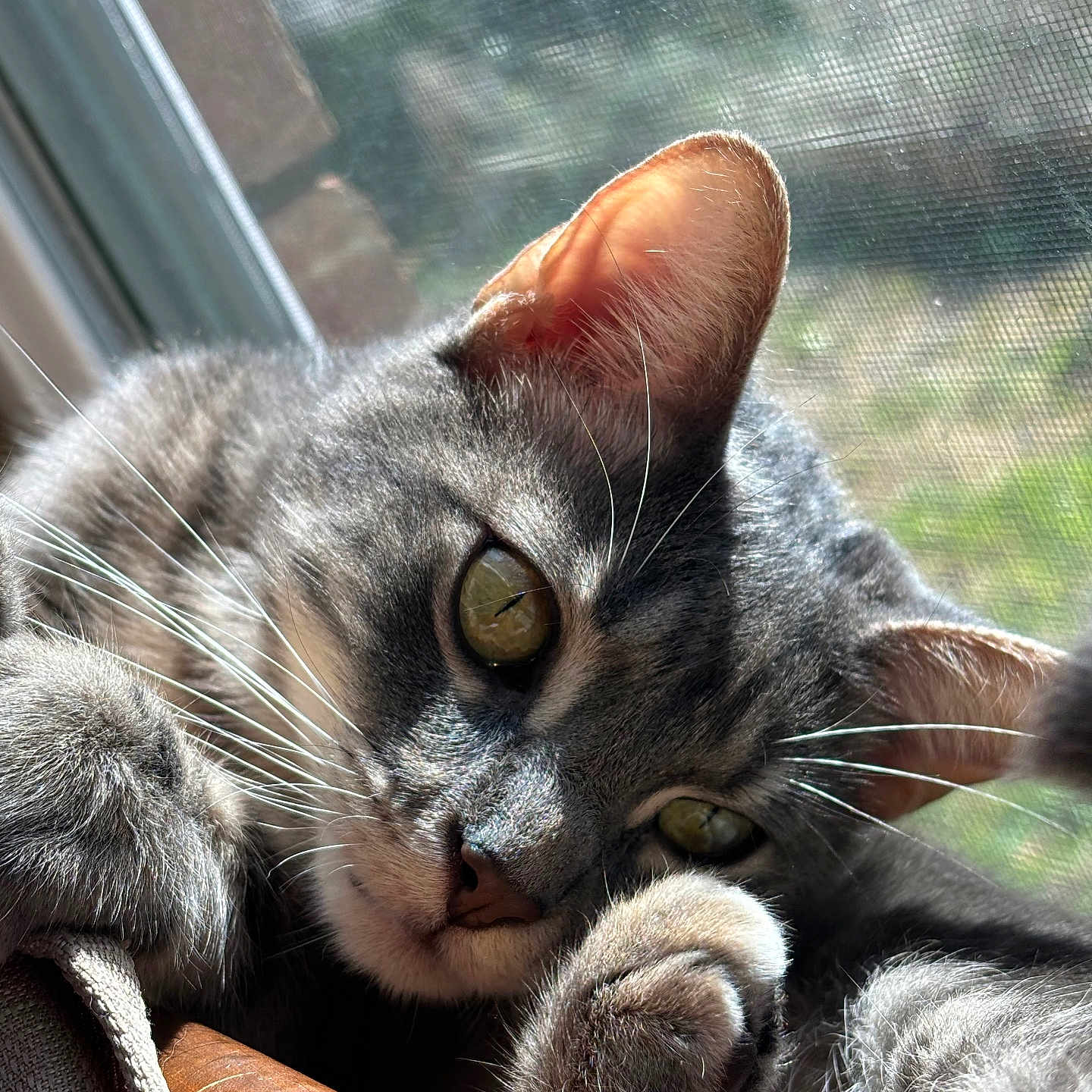 O'Malley