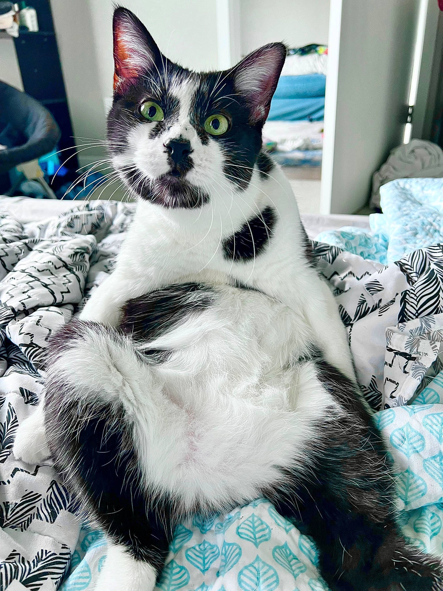 Jupiter joined the competition — help win amazing prizes! blue, carnivore, cat, claw, comfort, domestic_short_haired_cat, electric_blue, felidae, fur, linens, monochrome_photography, pattern, paw, photo_caption, small_to_medium_sized_cats, snout, tail, whiskers