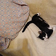 Tiny Tom Tom is registered to the contest to win money with this photo: cat, black_and_white, feline, pet, sleeping, resting, blanket, fabric, patterned, soft, cozy, indoor, animal, cute, relaxed, fur, whiskers, paws, tail, comfortable