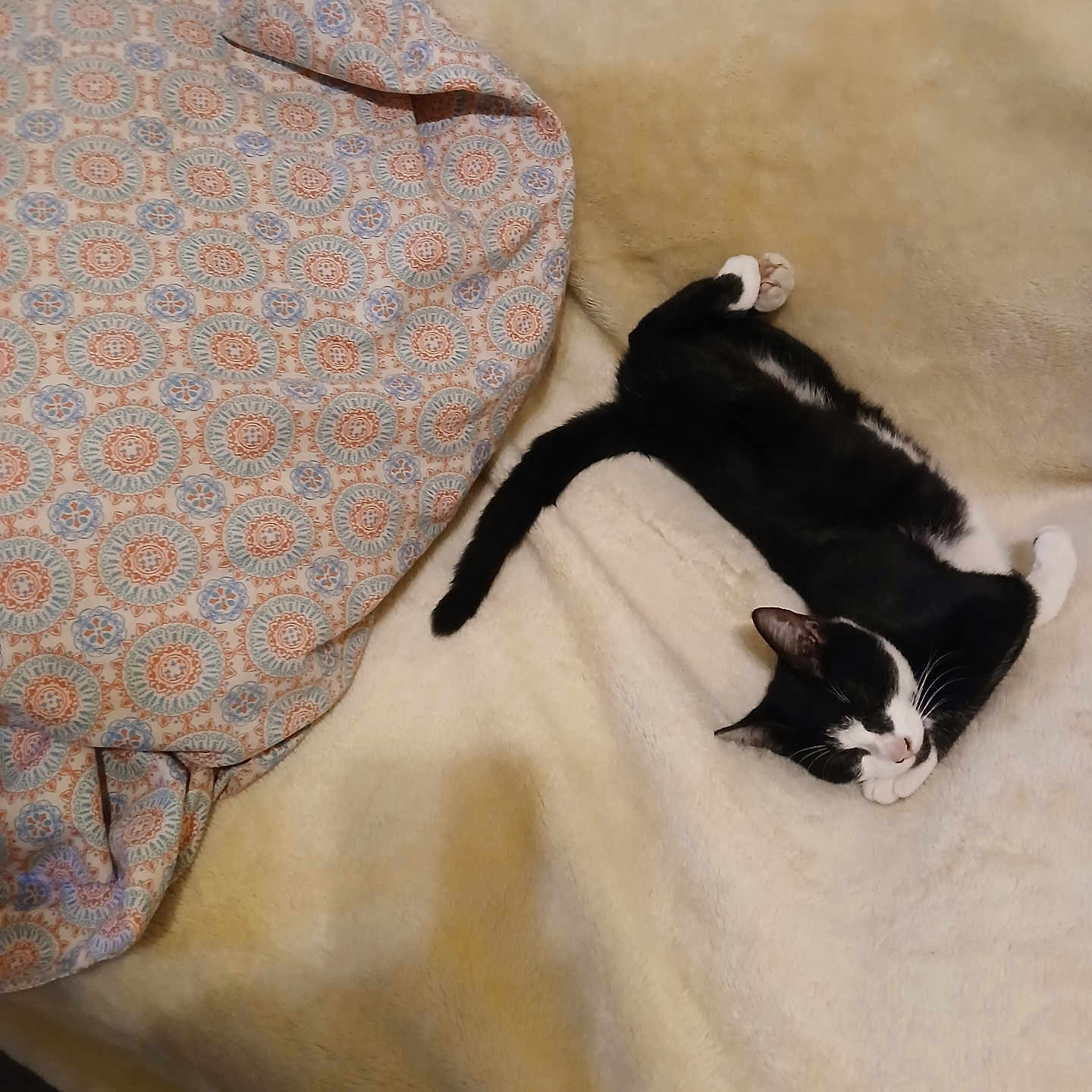 Tiny Tom Tom is registered to the contest to win money with this photo: cat, black_and_white, feline, pet, sleeping, resting, blanket, fabric, patterned, soft, cozy, indoor, animal, cute, relaxed, fur, whiskers, paws, tail, comfortable