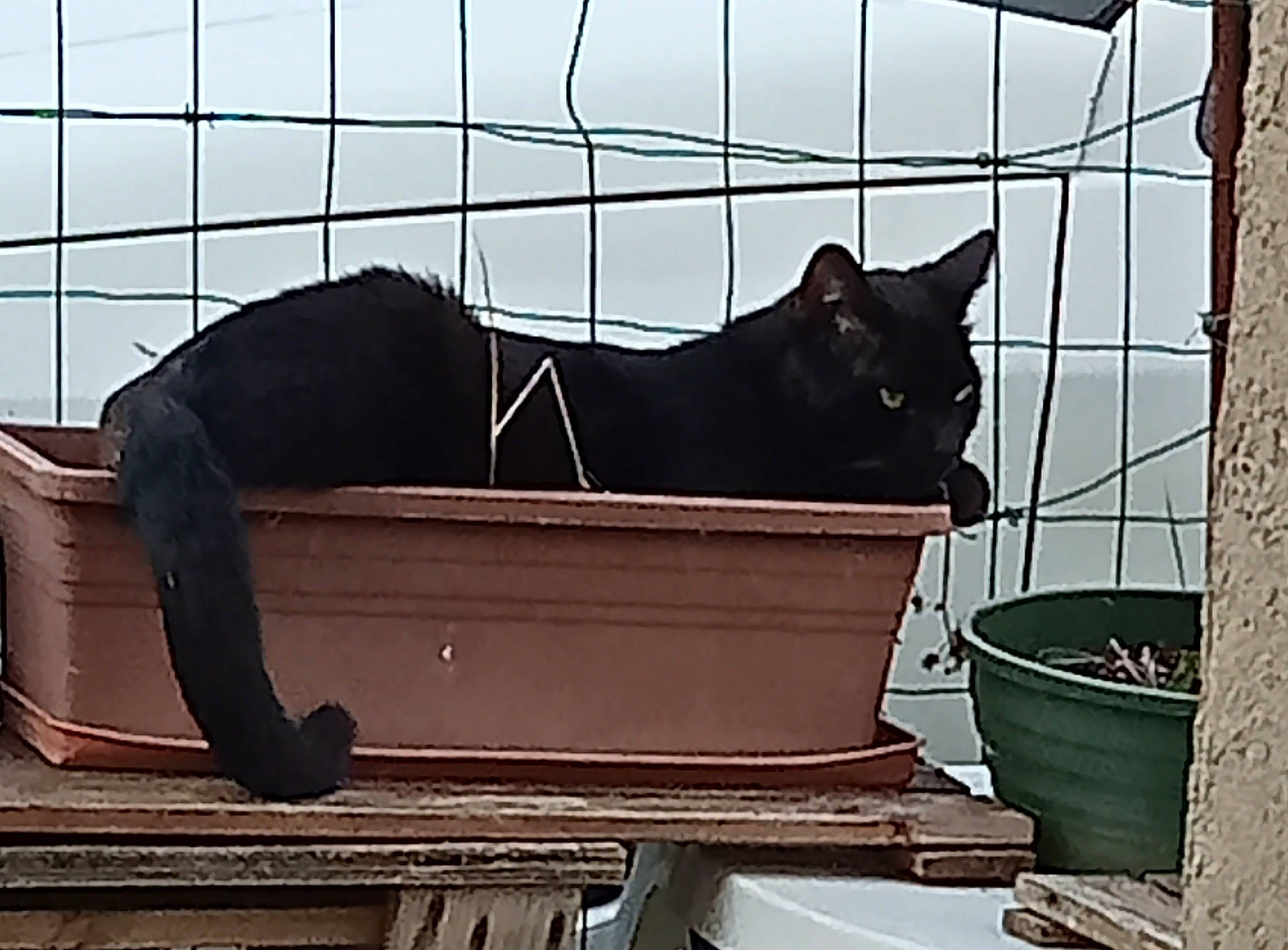 Nounours a rejoint le concours — aidez-le/la à gagner de superbes lots ! bombay, bumper, carnivore, cat, comfort, felidae, fence, flowerpot, line, mammal, metal, pet_supply, rectangle, small_to_medium_sized_cats, stairs, tail, tints_and_shades, vertebrate, whiskers, wood