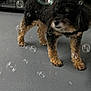 Dolly is registered to the contest to win money with this photo: dog, bubbles, bubble, pet, cage, crate, floor, paw, curly_fur, black_fur, brown_fur, small_dog, indoor, mobile_screenshot, status_bar, url_bar, blurry, curious, standing, playful