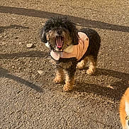 Dolly joined the competition — help win amazing prizes! dog, dogs, small_dog, curly_fur, pink_jacket, jacket, yawning, open_mouth, corgi, background_dog, outdoor, dirt_ground, sunlight, shadow, pet, play_area, fur, snout, playful, companion