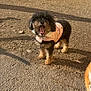 dog, dogs, small_dog, curly_fur, pink_jacket, jacket, yawning, open_mouth, corgi, background_dog, outdoor, dirt_ground, sunlight, shadow, pet, play_area, fur, snout, playful, companion