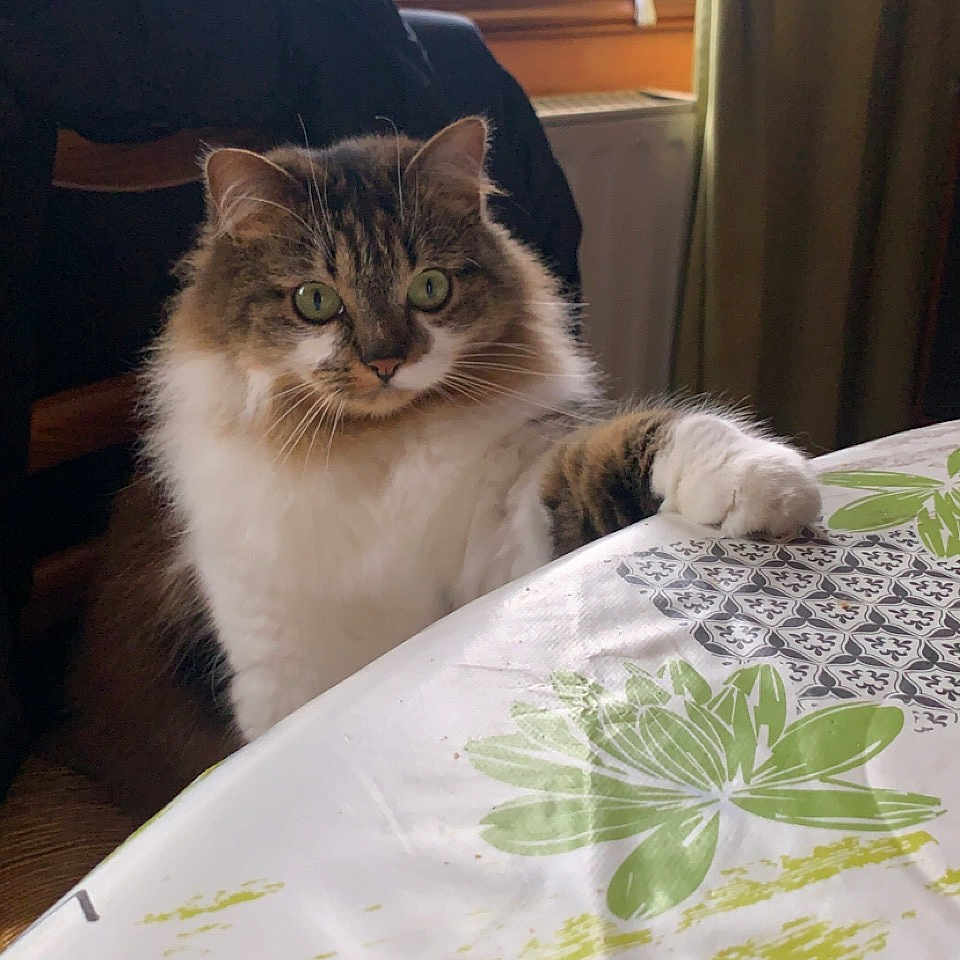 Minette