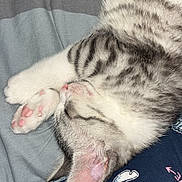 Alakay Lecoinmorel a rejoint le concours — aidez-le/la à gagner de superbes lots ! animal, bed, bedsheet, cartoon_print, cat, close_up, cozy, cute, fabric, fur, indoor, kitten, paw, pet, pink_paw_pads, resting, sleeping, stitch, striped_fur, tabby