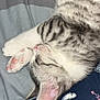 animal, bed, bedsheet, cartoon_print, cat, close_up, cozy, cute, fabric, fur, indoor, kitten, paw, pet, pink_paw_pads, resting, sleeping, stitch, striped_fur, tabby