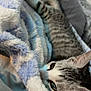 animal, blanket, blue, cat, closeup, comfort, cozy, cute, fur, indoor, kitten, nap, pet, relaxing, resting, sleepy, soft, striped, texture, white