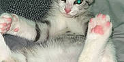 Alakay Lecoinmorel a rejoint le concours — aidez-le/la à gagner de superbes lots ! animal, bed, blanket, cat, close_up, cute, ears, feline, fur, gray, indoor, kitten, lying_down, paw, pet, pink_paw_pads, relaxed, whiskers, white, young