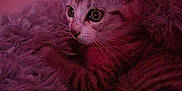 Aïko Lecoinmorel a rejoint le concours — aidez-le/la à gagner de superbes lots ! animal, cat, close_up, cute, domestic_cat, feline, fluffy_blanket, fur, indoor, kitten, pet, pink_light, portrait, relaxed, sleepy, small_animal, soft_texture, tabby, whiskers, young