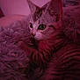 animal, cat, close_up, cute, domestic_cat, feline, fluffy_blanket, fur, indoor, kitten, pet, pink_light, portrait, relaxed, sleepy, small_animal, soft_texture, tabby, whiskers, young