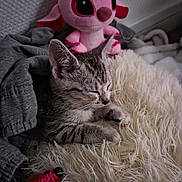 Aïko Lecoinmorel a rejoint le concours — aidez-le/la à gagner de superbes lots ! animal, blanket, cat, closeup, comfort, cozy, cute, fluffy, fur, indoor, kitten, pet, pink, plush_toy, relaxation, resting, sleeping, soft, tabby, toy