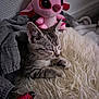 animal, blanket, cat, closeup, comfort, cozy, cute, fluffy, fur, indoor, kitten, pet, pink, plush_toy, relaxation, resting, sleeping, soft, tabby, toy