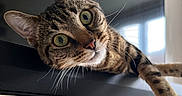 Aïka Lecoimorel a rejoint le concours — aidez-le/la à gagner de superbes lots ! cat, tabby, pet, animal, whiskers, ears, curious, indoor, window, light, wood, furniture, face, eyes, closeup, resting, lying_down, domestic, cute, fur