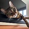 animal, cat, closeup, curious, cute, domestic, ears, eyes, face, fur, furniture, indoor, light, lying_down, pet, resting, tabby, whiskers, window, wood