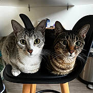 Aïka Lecoimorel a rejoint le concours — aidez-le/la à gagner de superbes lots ! cat, indoor, chair, feline, pet, curious, animal, domestic, whiskers, sitting, two_cats, tabby, gray_cat, black_chair, wooden_legs, floor, closeup, eyes, portrait, cute