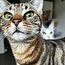 Aïka Lecoimorel participe au concours pour gagner de l'argent avec cette photo : cat, tabby_cat, white_cat, close_up, green_eyes, pet, domestic_animal, whiskers, fur, indoor, curious, animal_face, portrait, blurred_background, two_cats, looking_away, focus, soft_light, feline, companions