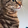Aïka Lecoimorel a rejoint le concours — aidez-le/la à gagner de superbes lots ! cat, tabby, close_up, profile, whiskers, green_eyes, tongue, pet, fur, indoor, mammal, animal, cute, domestic_cat, portrait, feline, striped, curious, soft_light, background_blur