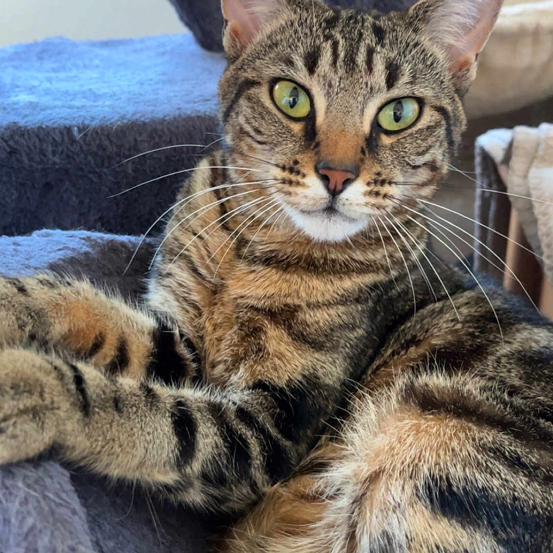 Aïka Lecoimorel participe au concours pour gagner de l'argent avec cette photo : cat, tabby_cat, green_eyes, whiskers, fur, cat_tree, plush, indoor, pet, animal, feline, relaxed, curious, close_up, portrait, striped, cozy, resting, soft_texture, comfortable