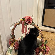 Jiji is registered to the contest to win money with this photo: basket, black_cat, cat, cozy, decorative, door, fabric, floral, flowers, green_eyes, home, indoor, lace, looking_back, pet, portrait, ribbon, sitting, tile_floor, whiskers