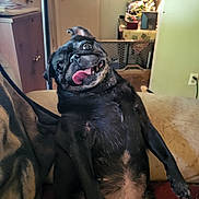 Onyx joined the competition — help win amazing prizes! animal, black_dog, blanket, companion, couch, cute, dog, funny, furniture, happy, home, indoor, lamp, pet, portrait, pug, relaxed, sitting, smiling, tongue_out