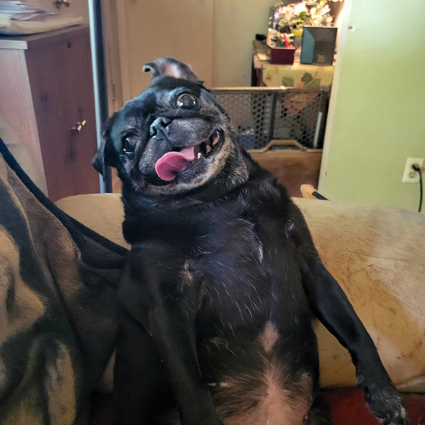 Onyx joined the competition — help win amazing prizes! animal, black_dog, blanket, companion, couch, cute, dog, funny, furniture, happy, home, indoor, lamp, pet, portrait, pug, relaxed, sitting, smiling, tongue_out