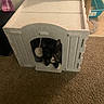Jaxx is registered to the contest to win money with this photo: cat, tuxedo_cat, pet, animal, face, whiskers, paws, black_and_white, pet_house, cat_carrier, toy, pom_pom, indoor, carpet, scratching_post, storage_bin, spray_bottle, home, cozy, playful