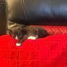 Jaxx joined the competition — help win amazing prizes! cat, kitten, black_and_white, sleeping, resting, pet, animal, whiskers, paws, fur, red_blanket, blanket, leather_chair, indoor, cozy, relaxed, nap, home, closeup, portrait