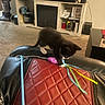 kitten, cat, black_and_white, pet, animal, playing, toy, ribbons, leather_chair, couch, living_room, television, entertainment_center, carpet, vacuum_cleaner, indoor, playful, motion_blur, furniture, home_decor