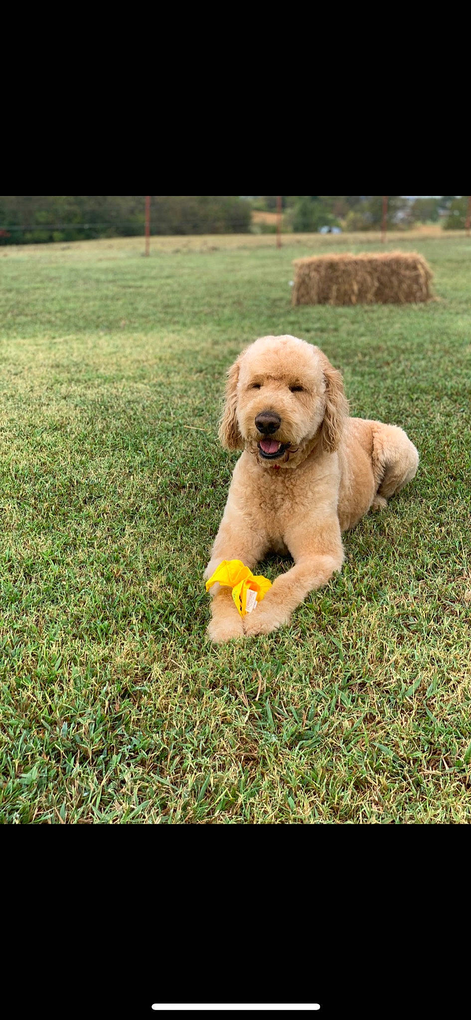 Boomer is registered to the contest to win money with this photo: canidae, carnivore, companion_dog, dog, dog_breed, dog_collar, grass, happy, lawn, non_sporting_group, plant, poodle, poodle_crossbreed, puppy, sitting, sporting_group, terrier, toy, toy_dog, working_animal