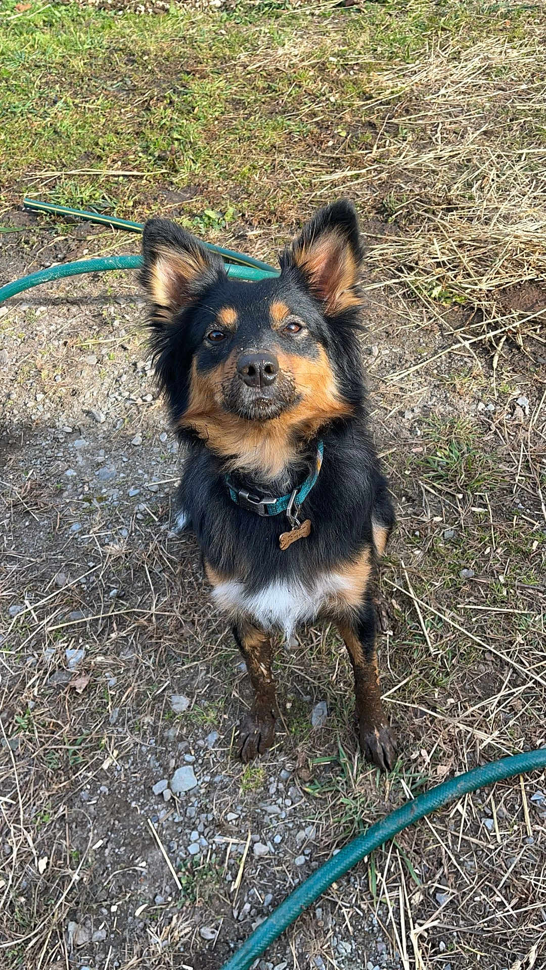 Maple joined the competition — help win amazing prizes! dog, muddy_paws, outdoor, grass, dirt, garden_hose, collar, pet, animal, cute, black_fur, brown_fur, white_fur, ears_up, looking_up, nature, ground, summer, canine, playful