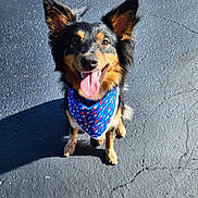 Maple joined the competition — help win amazing prizes! dog, bandana, tongue_out, happy, ears_up, outdoor, pavement, sunlight, pet, canine, smiling, fur, animal, sitting, black_and_tan, closeup, friendly, cute, companion, playful