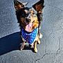 dog, bandana, tongue_out, happy, ears_up, outdoor, pavement, sunlight, pet, canine, smiling, fur, animal, sitting, black_and_tan, closeup, friendly, cute, companion, playful