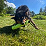 Maple joined the competition — help win amazing prizes! dog, toy, grass, outdoor, play, animal, pet, nature, sunlight, blue_sky, clouds, greenery, happy, mouth, fur, ears, daytime, field, canine, chew_toy