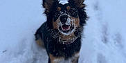 Maple joined the competition — help win amazing prizes! dog, snow, animal, pet, outdoor, winter, playful, fur, black, brown, ears, face, happy, nature, cold, snowy_ground, canine, looking_up, cute, companion