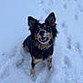 dog, snow, animal, pet, outdoor, winter, playful, fur, black, brown, ears, face, happy, nature, cold, snowy_ground, canine, looking_up, cute, companion