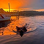 Maple is registered to the contest to win money with this photo: dog, water, lake, sunset, boat, reflection, nature, outdoor, animal, swimming, sky, forest, hill, dock, sunlight, evening, silhouette, peaceful, travel, recreation