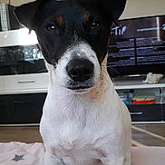 Roobie a rejoint le concours — aidez-le/la à gagner de superbes lots ! dog, black_and_white, pet, indoor, blanket, star_pattern, sitting, looking_at_camera, entertainment_center, television, floor, home, fur, animal, canine, ears, snout, eyes, portrait, companion