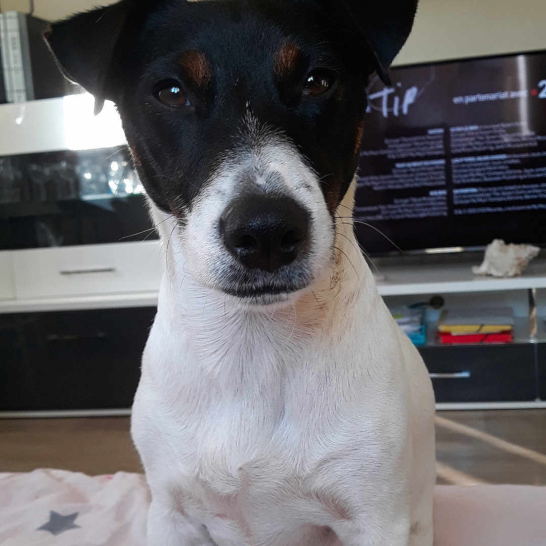 Roobie a rejoint le concours — aidez-le/la à gagner de superbes lots ! animal, black_and_white, blanket, canine, companion, dog, ears, entertainment_center, eyes, floor, fur, home, indoor, looking_at_camera, pet, portrait, sitting, snout, star_pattern, television