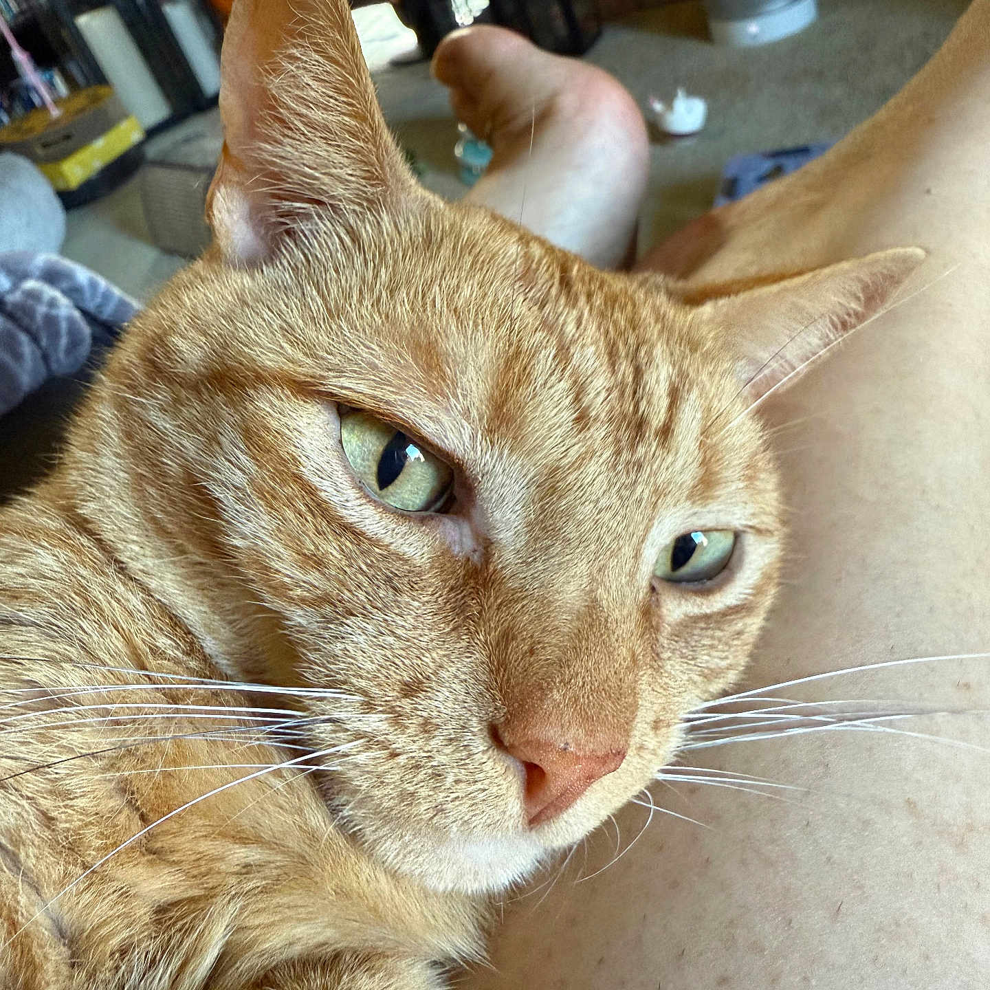 Tigger joined the competition — help win amazing prizes! bare_leg, carpet, cat, close_up, cozy, domestic_animal, fur, furniture, green_eyes, household_items, human, indoor, living_room, orange_tabby, pet, portrait, pumpkin_decoration, relaxed, resting, whiskers