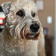 Duffy is registered to the contest to win money with this photo: animal, background_blur, beige, brown, canine, close_up, curly_fur, dog, domestic_animal, ears, eyes, face, fluffy, fur_texture, indoor, looking_away, mammal, pet, portrait, snout