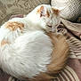 cat, fluffy, orange_and_white, curled_up, blanket, cushion, indoor, pet, resting, cozy, fur, sleepy, comfort, animal, cute, domestic, feline, soft, relaxed, home