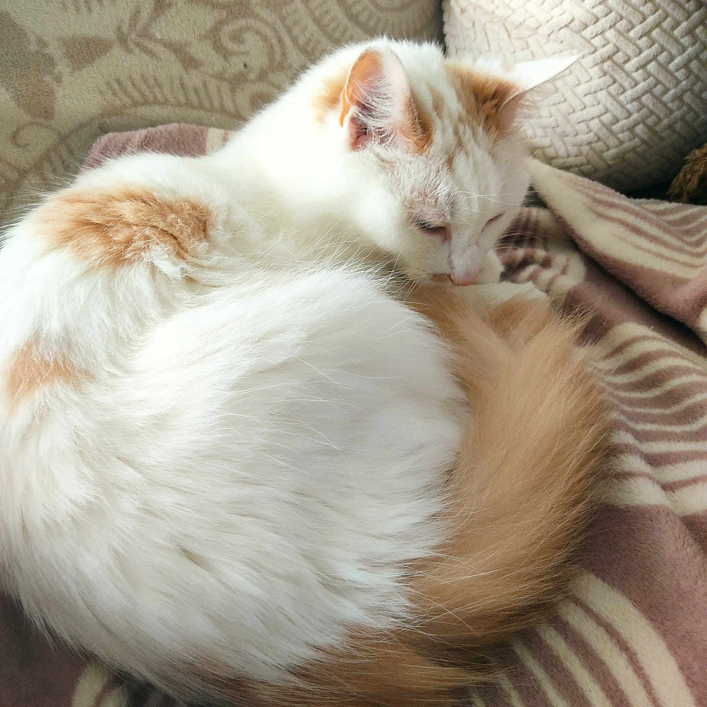 Nono participe au concours pour gagner de l'argent avec cette photo : animal, blanket, cat, comfort, cozy, curled_up, cushion, cute, domestic, feline, fluffy, fur, home, indoor, orange_and_white, pet, relaxed, resting, sleepy, soft