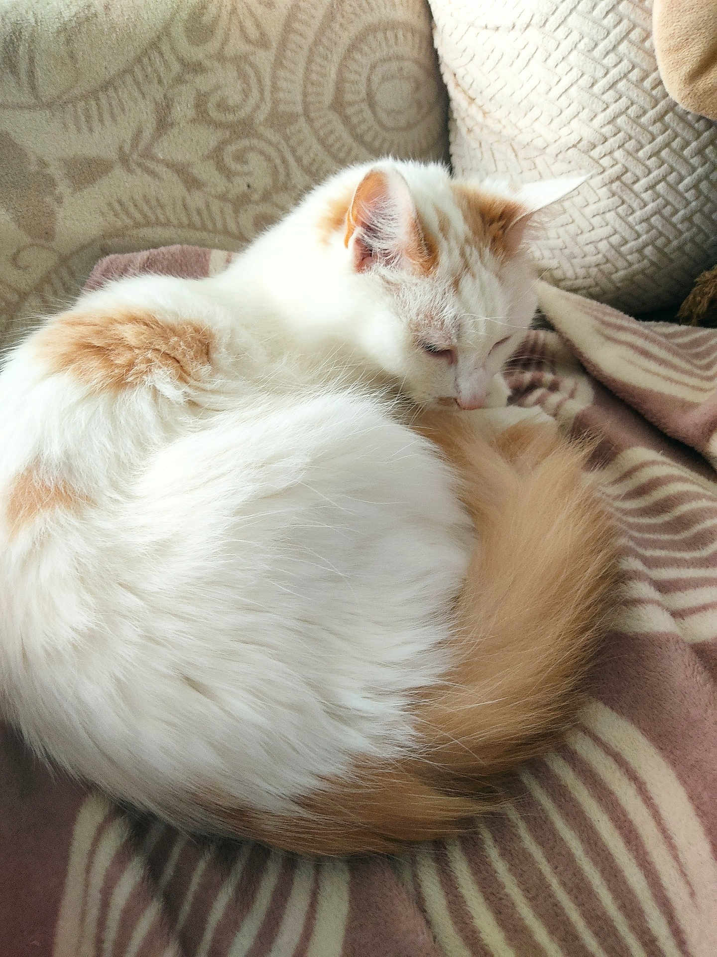 Nono participe au concours pour gagner de l'argent avec cette photo : cat, fluffy, orange_and_white, curled_up, blanket, cushion, indoor, pet, resting, cozy, fur, sleepy, comfort, animal, cute, domestic, feline, soft, relaxed, home