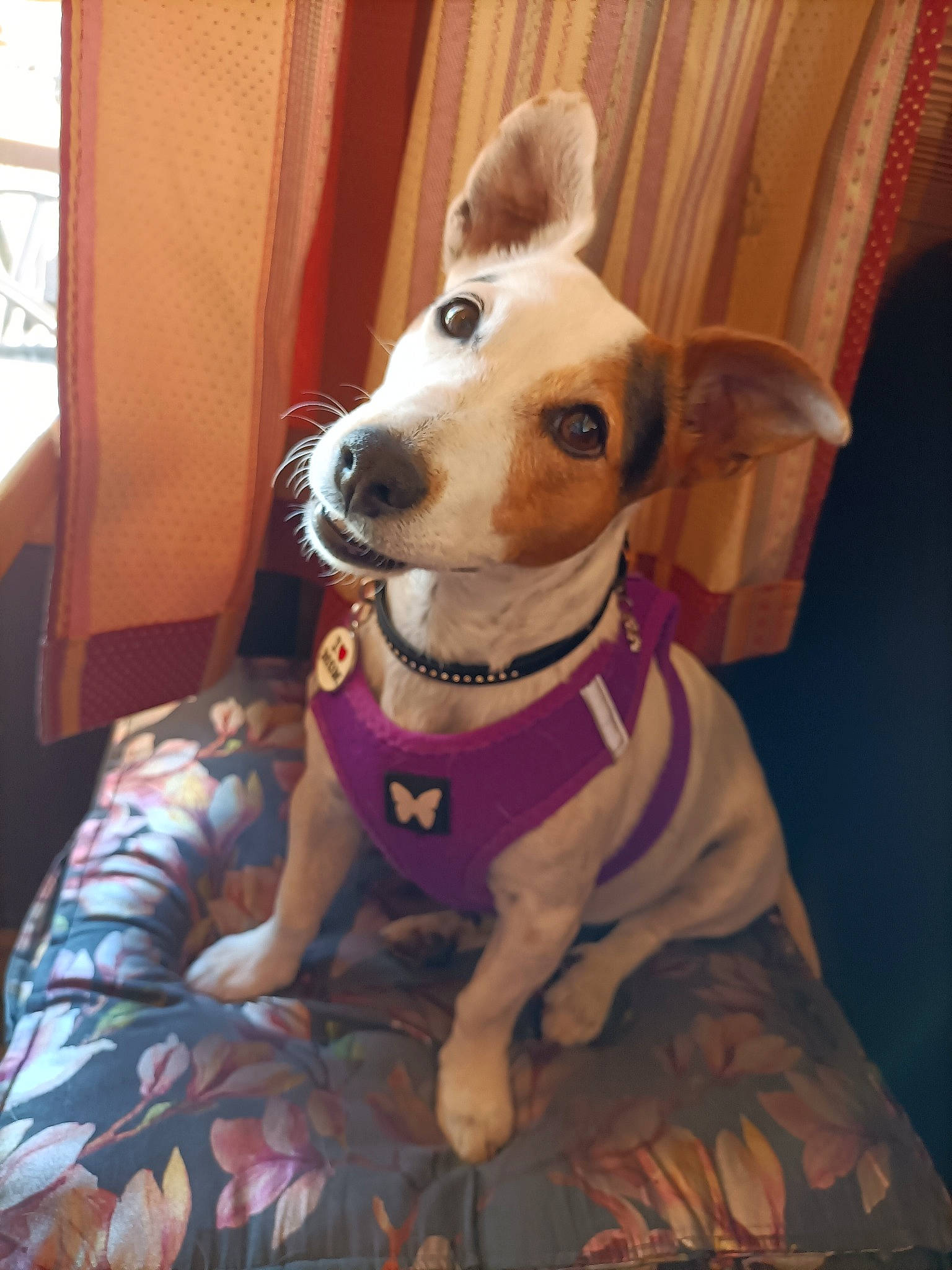 Belle participe au concours pour gagner de l'argent avec cette photo : canidae, carnivore, chair, collar, companion_dog, costume, curtain, dog, dog_breed, dog_clothes, dog_collar, dog_supply, fawn, fur, snout, sporting_group, tail, whiskers, wood, working_animal