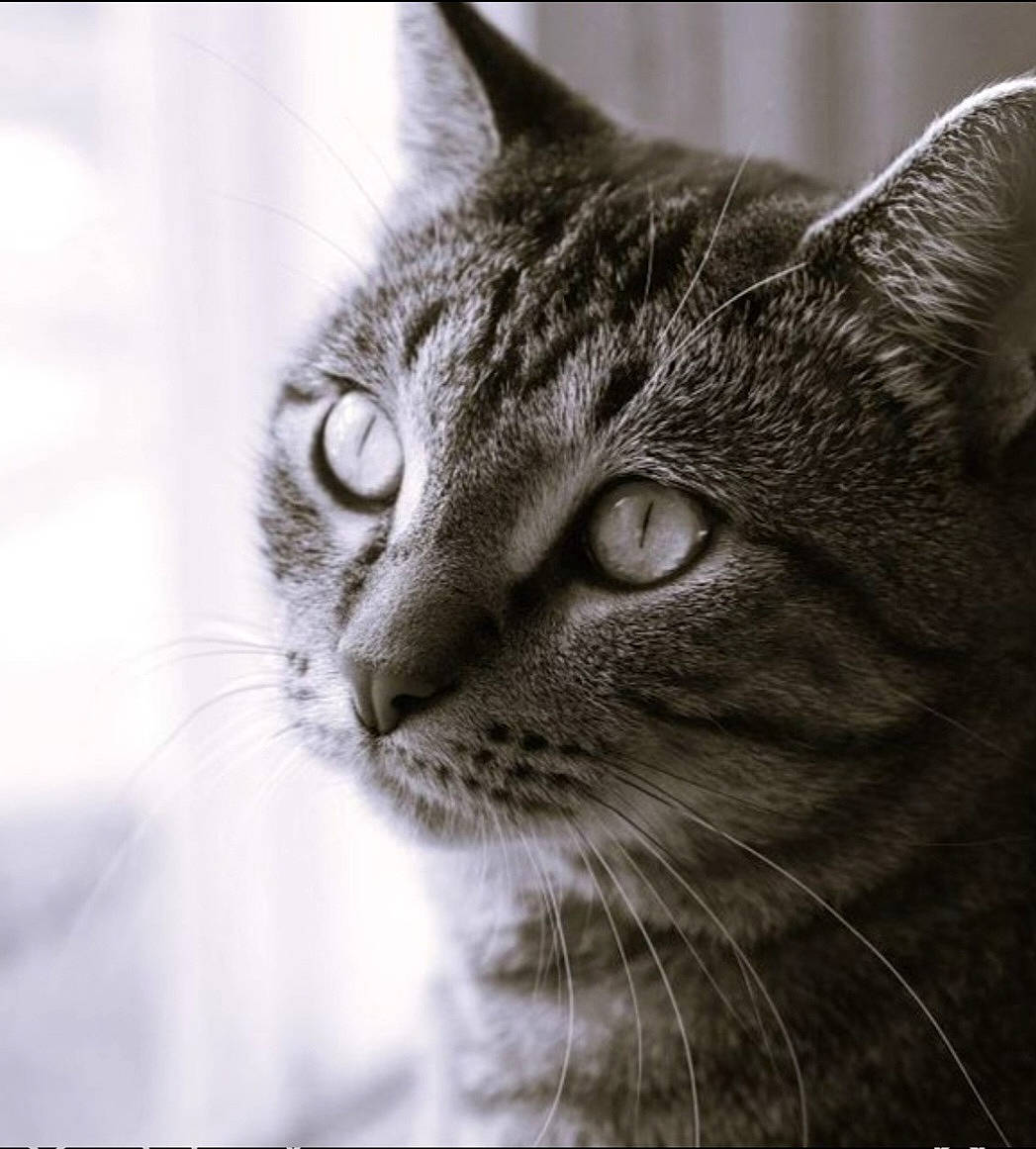 Waffles is registered to the contest to win money with this photo: carnivore, cat, domestic_short_haired_cat, felidae, fur, monochrome, monochrome_photography, paw, small_to_medium_sized_cats, terrestrial_animal, whiskers, wildlife, window
