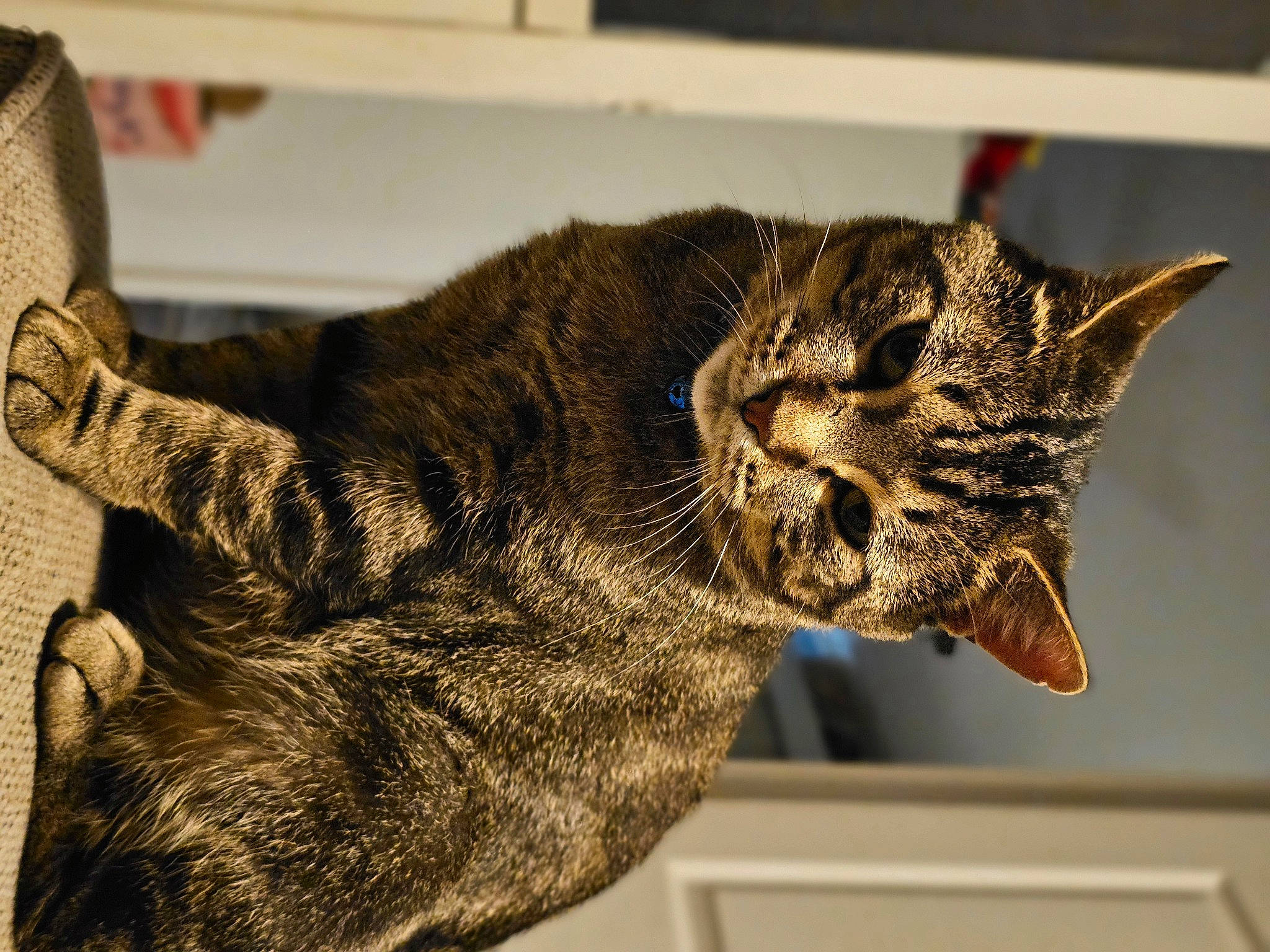 Waffles joined the competition — help win amazing prizes! bobcat, carnivore, cat, claw, comfort, domestic_short_haired_cat, ear, felidae, fur, mammal, paw, small_to_medium_sized_cats, snout, tail, terrestrial_animal, vertebrate, whiskers, window