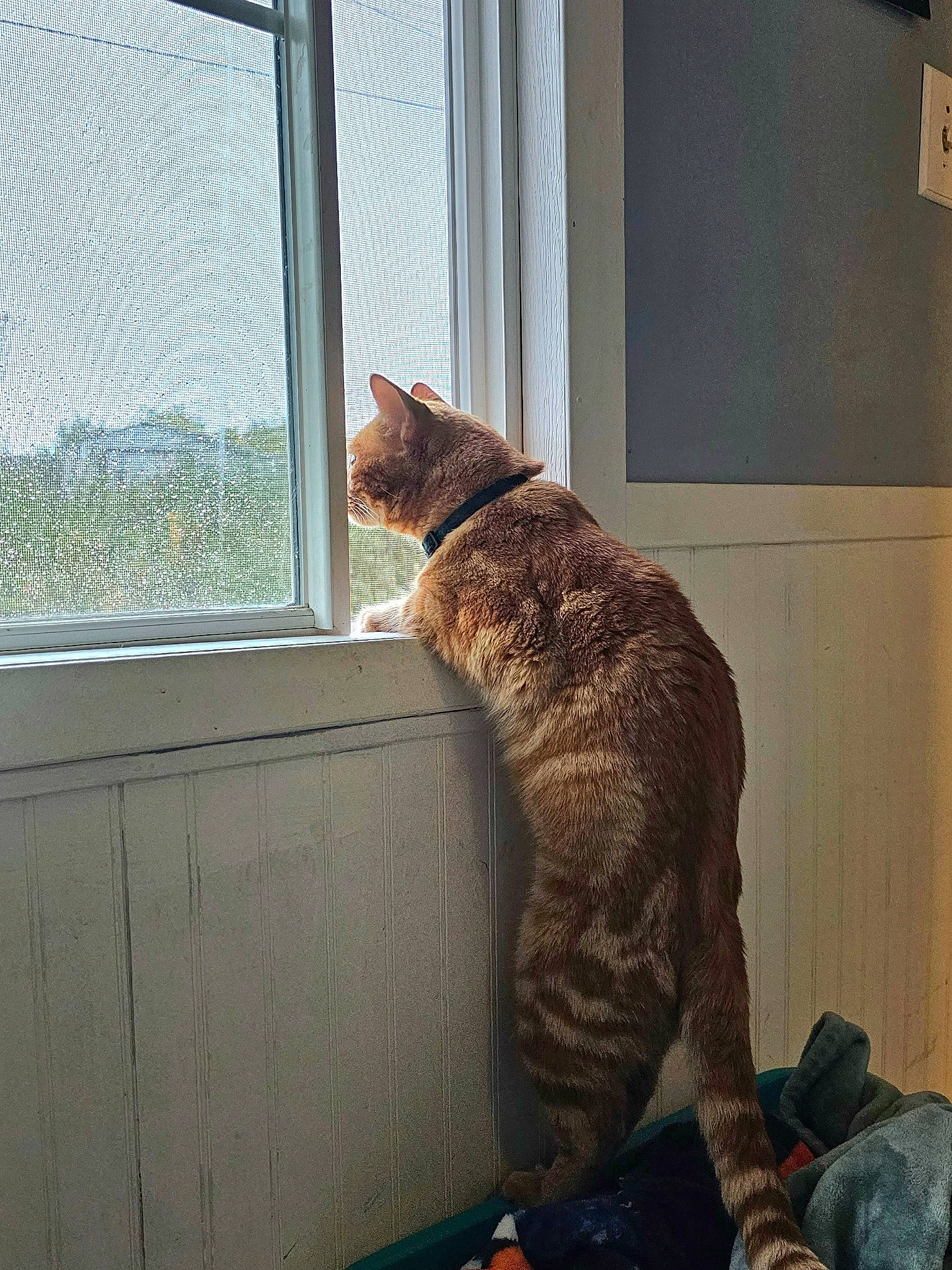 Cheddar is registered to the contest to win money with this photo: carnivore, cat, comfort, domestic_short_haired_cat, fawn, felidae, flooring, fur, paw, room, sash_window, sitting, small_to_medium_sized_cats, tail, whiskers, window, window_blind, window_covering, window_treatment, wood